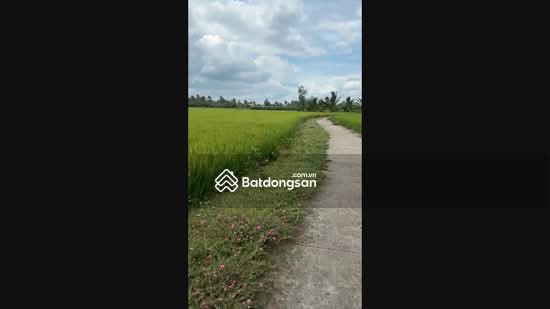 Chính chủ bán nhanh đất Lúa xã Long Chánh cũ